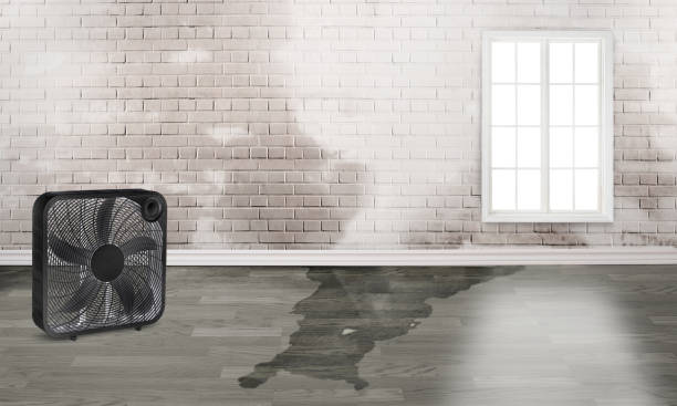 Best Professional water damage repair  in Halsey, OR