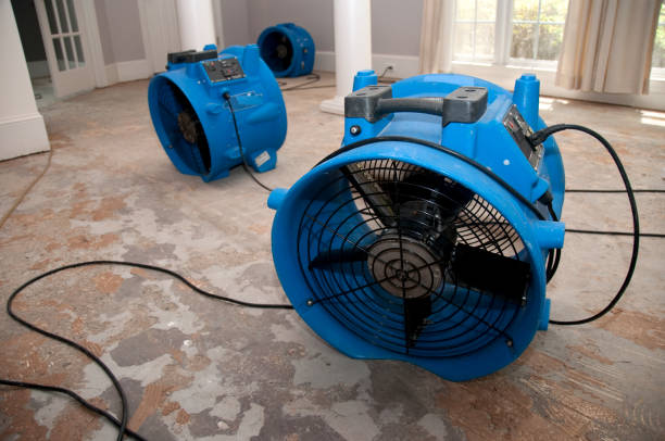Best Flood damage cleanup  in Halsey, OR
